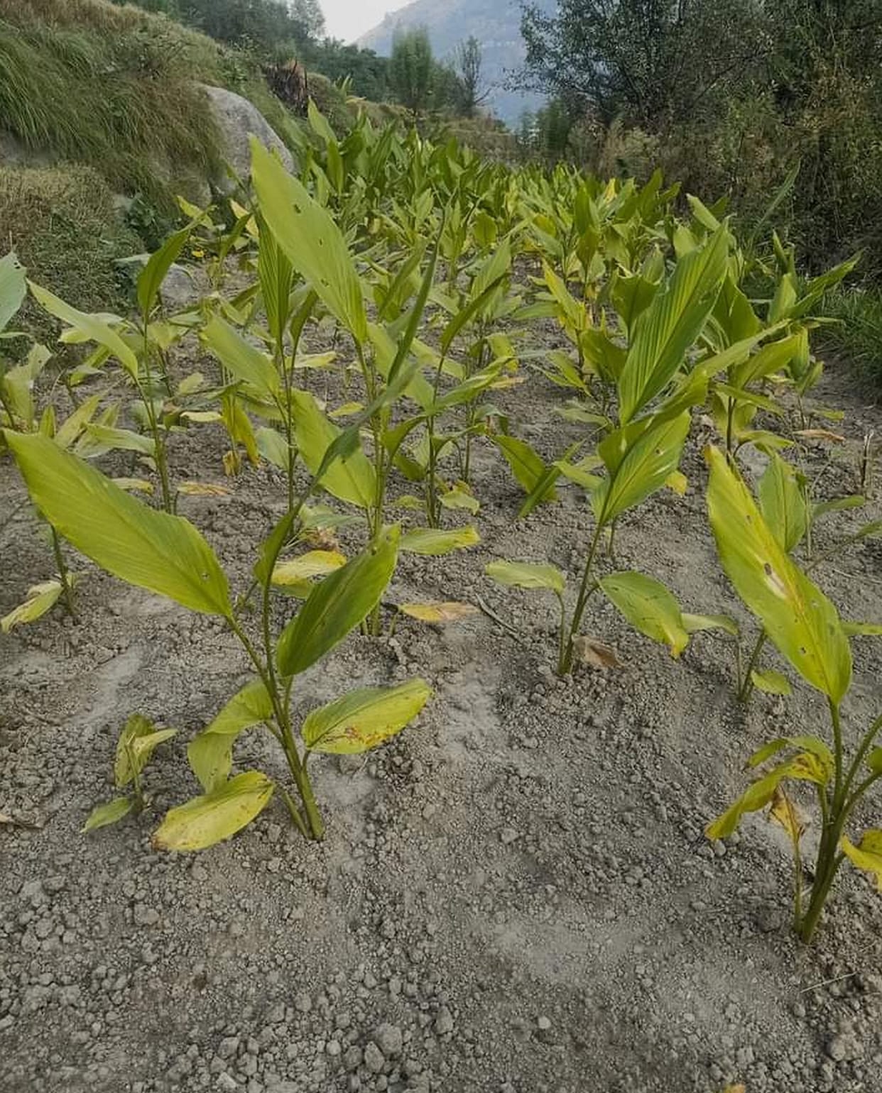 Wheat sowing stuck, vegetables drying up, 90 percent land waiting for relief shower