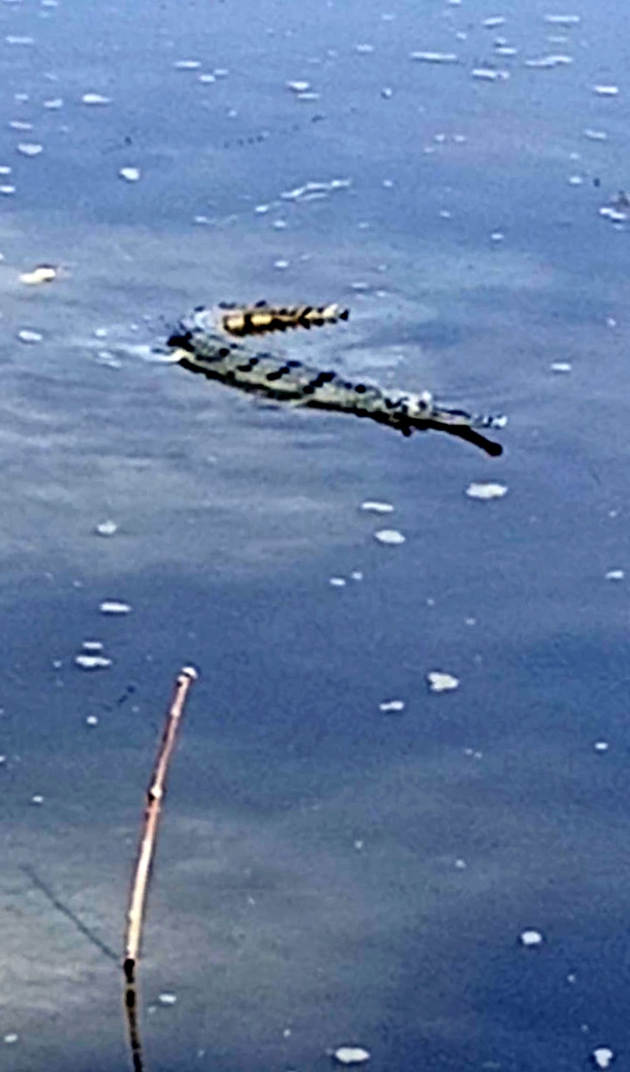 Crocodile seen in Gomti river, panic in village