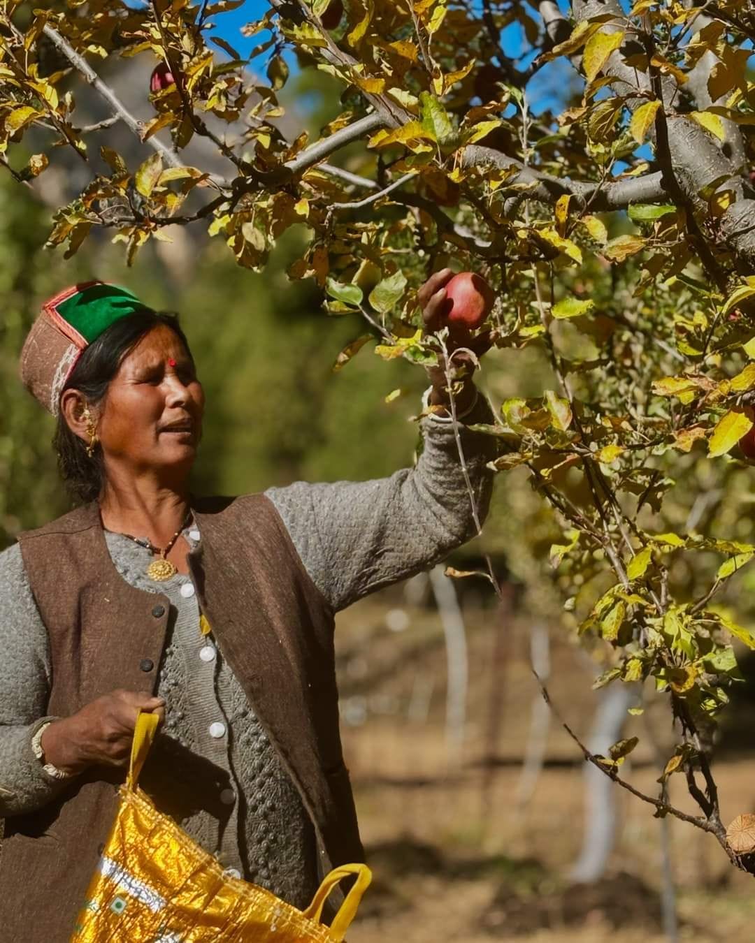 45 lakh boxes of apples sent to the markets in Kinnaur this year