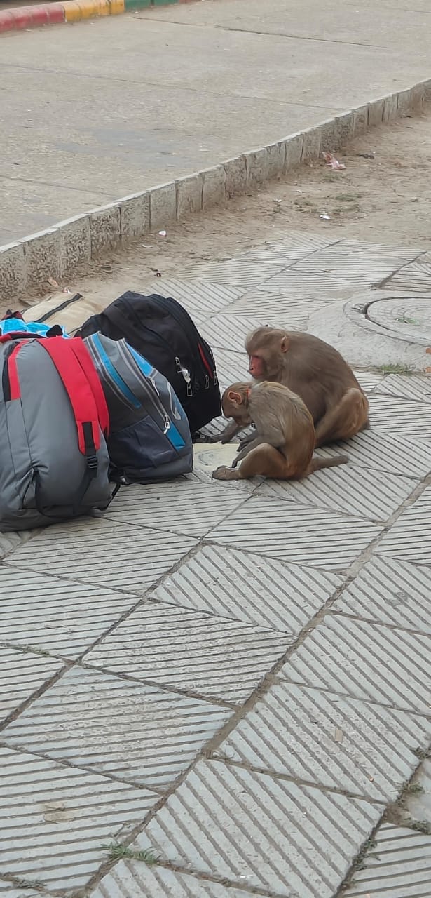 Monkeys become a problem for railways, passengers scared