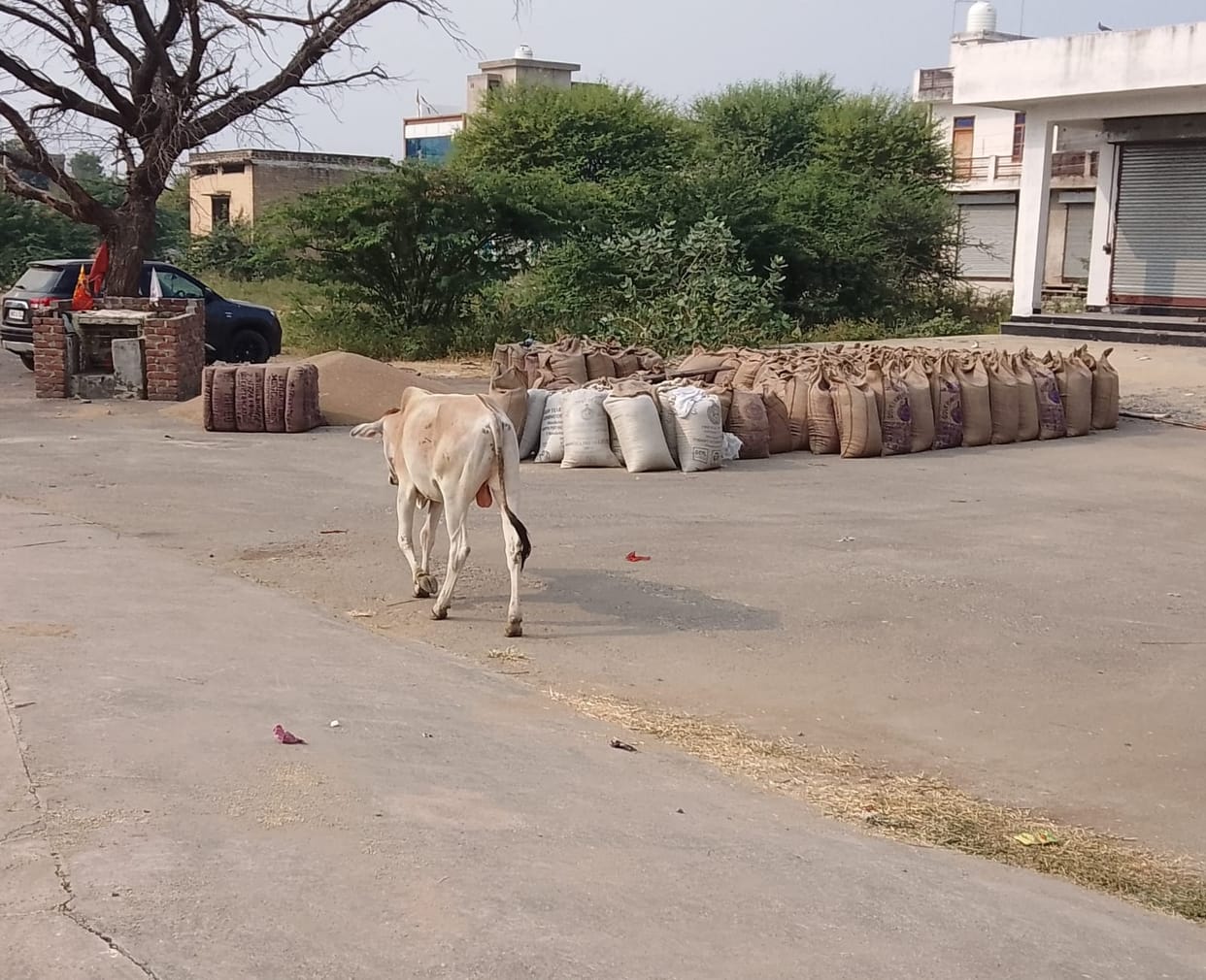 1115255.3 quintals of millet has arrived in the district so far