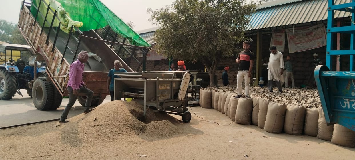 The arrival of paddy increased in the market as the festival ended