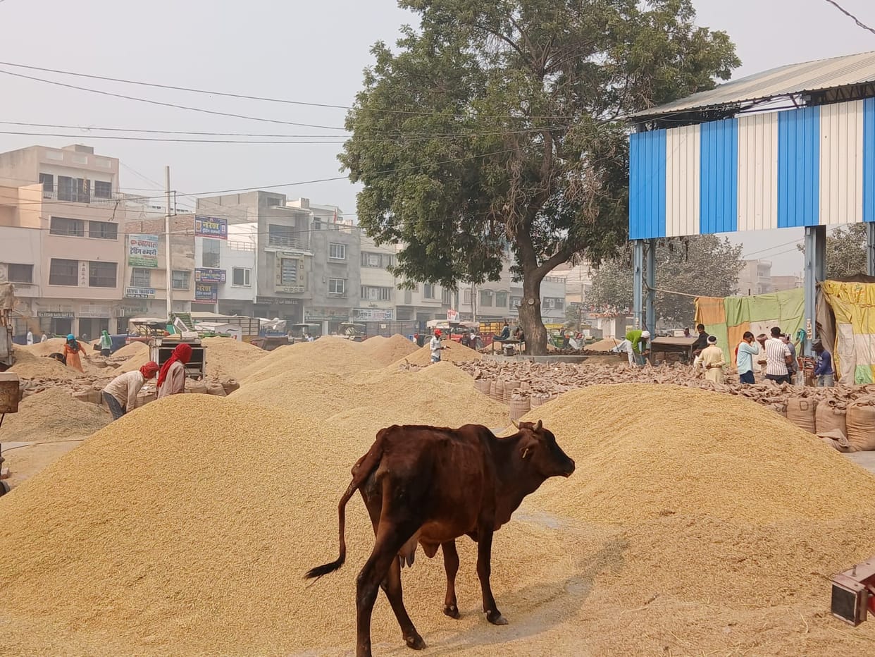 Paddy reached the markets on a large scale, 1,69,817 metric tons purchased so far