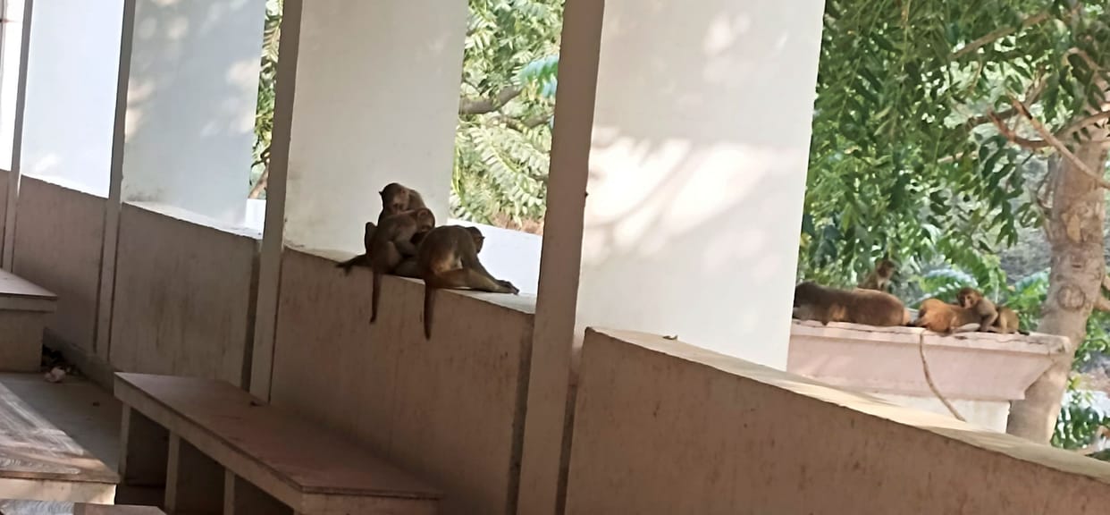 People troubled by monkey menace in Tosham