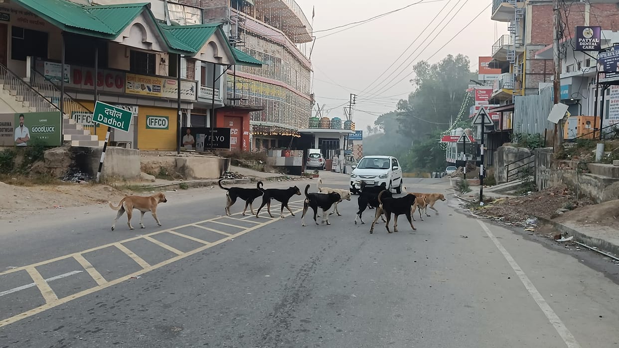 Terror of stray dogs in Dadhol, walking difficult