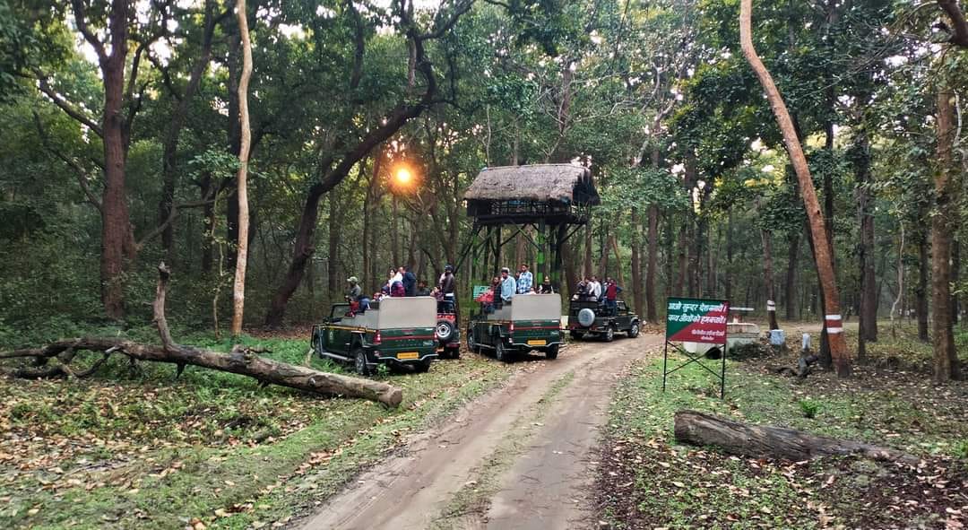 Tigers and bears spotted near Chuka Beach Pilibhit Tiger Reserve