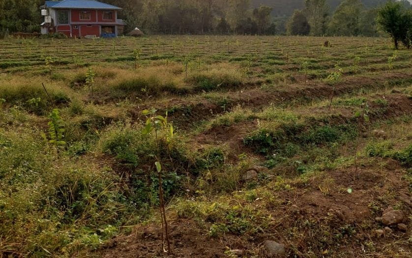 Seven thousand guava plants are ready in Dhelu Haar, will give fruits in three years