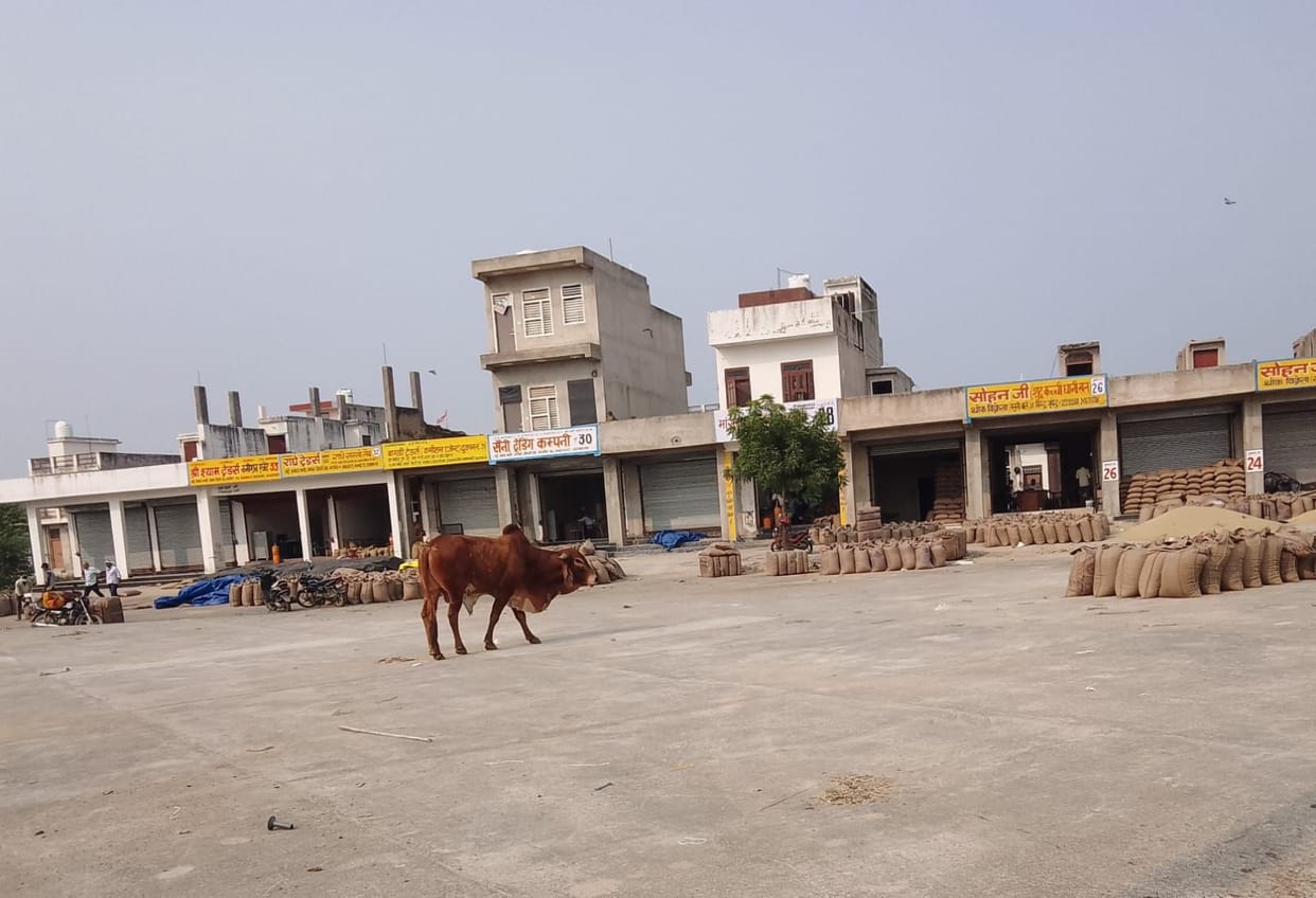 Cows entering the grain market from the vegetable market.