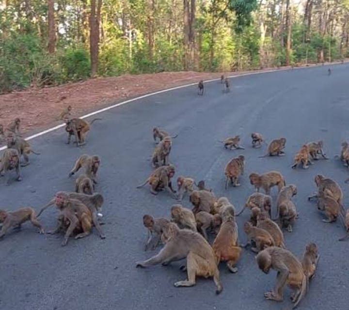 Red faced monkeys are out of the category of wild creatures, leaving the forest in Damoh