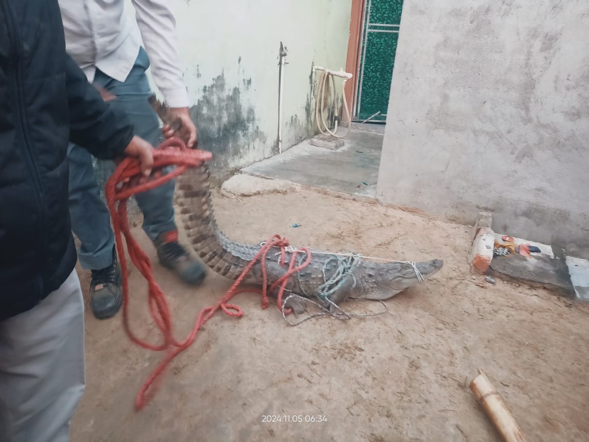 Panic created due to crocodile entering the house