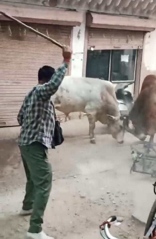 Many vehicles damaged in fight between two bulls