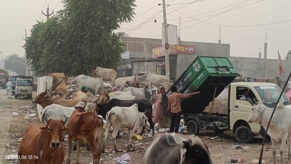 City Council's animal capture campaign stopped, report of attack sought from agency and SI