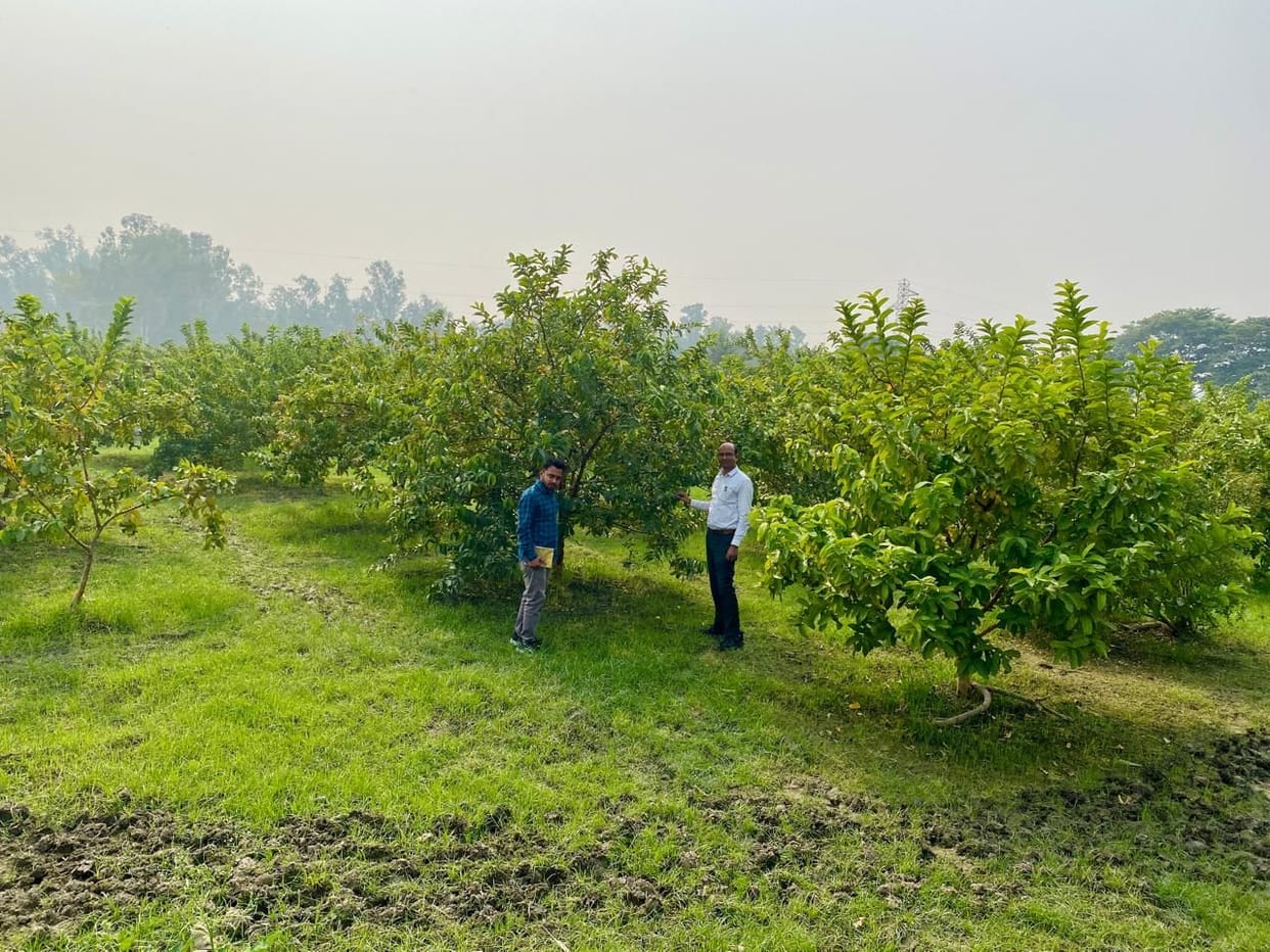 This time the Horticulture Department got the target of planting gardens in 209 hectares.