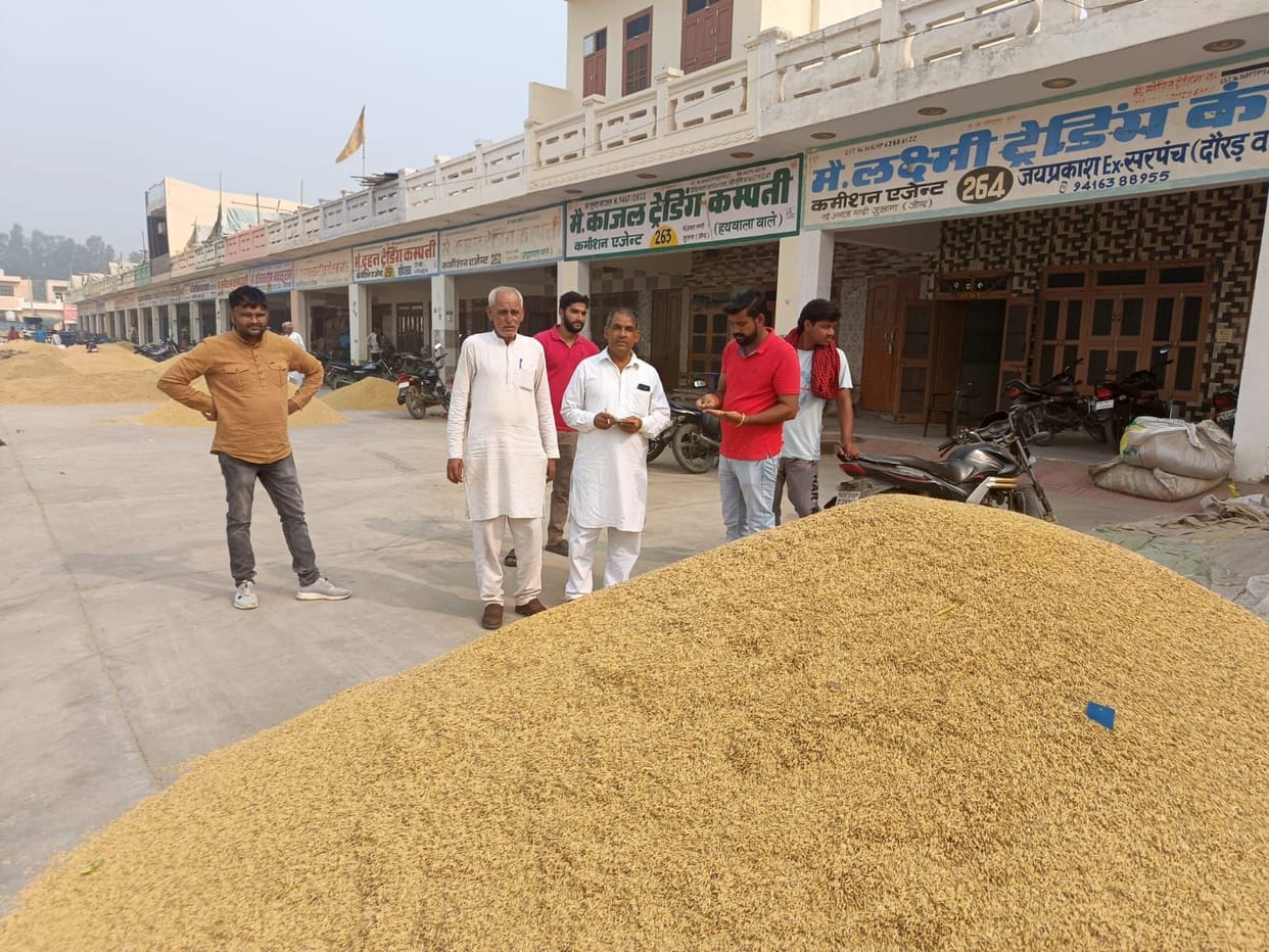 Arrival of paddy increases in new grain market of Julana