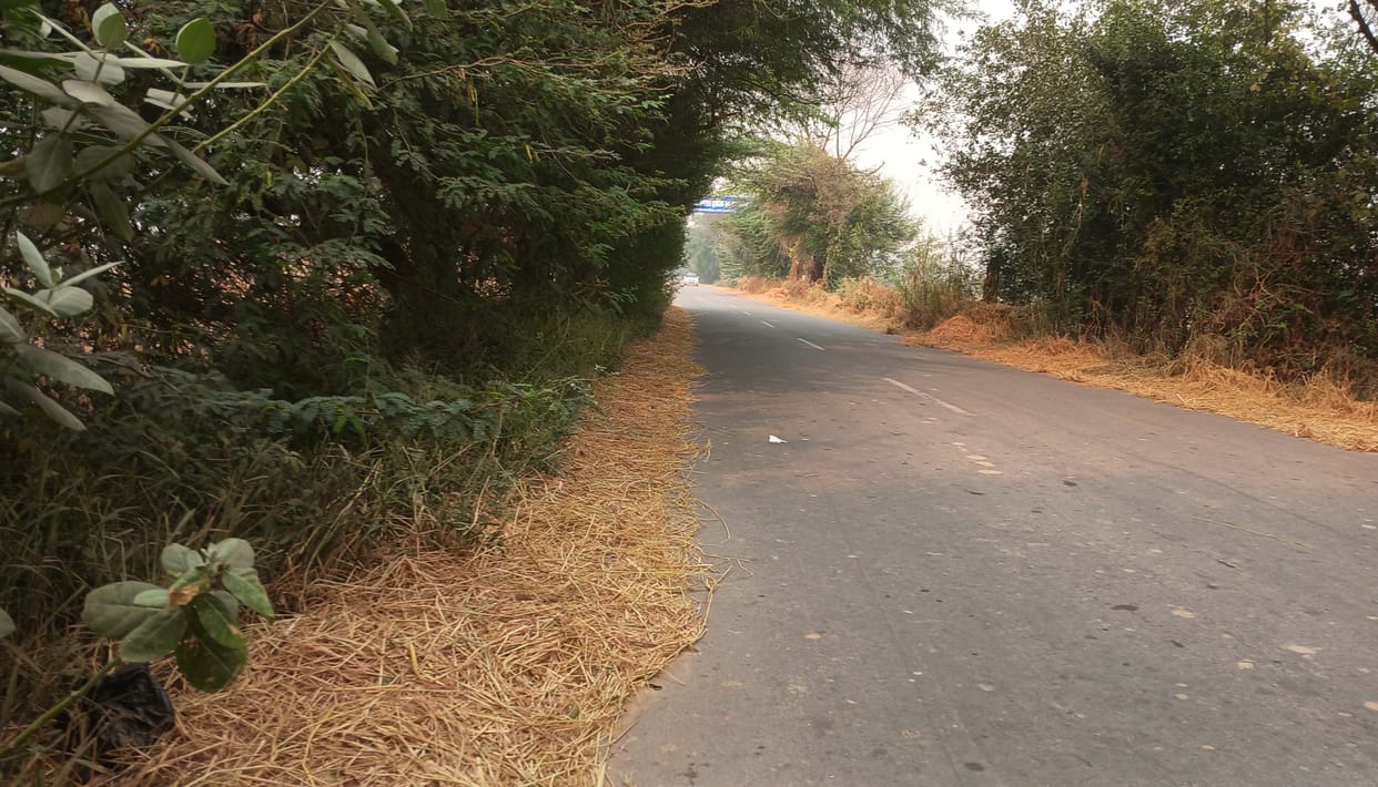 thorny bushes leaning on the road