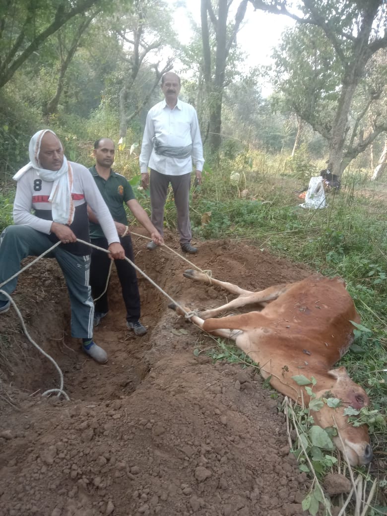 Two cows died due to unknown disease in Dho village.