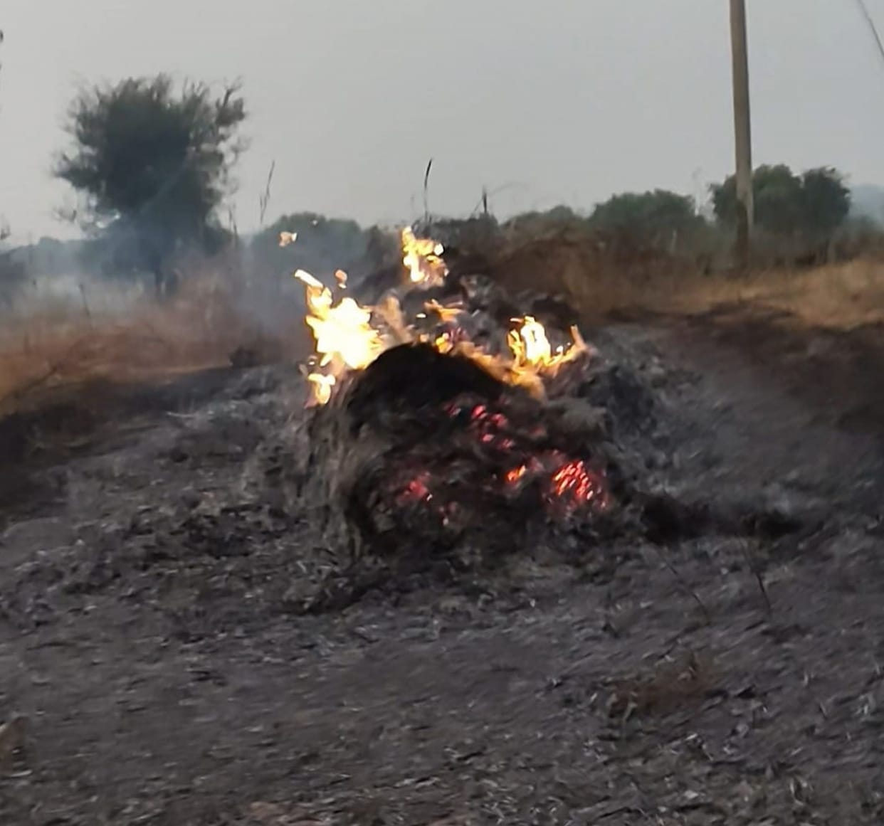 bajara poolian burnt