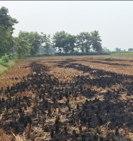 Satellite monitoring is being done, yet stubble is burning in the fields questions are being raised