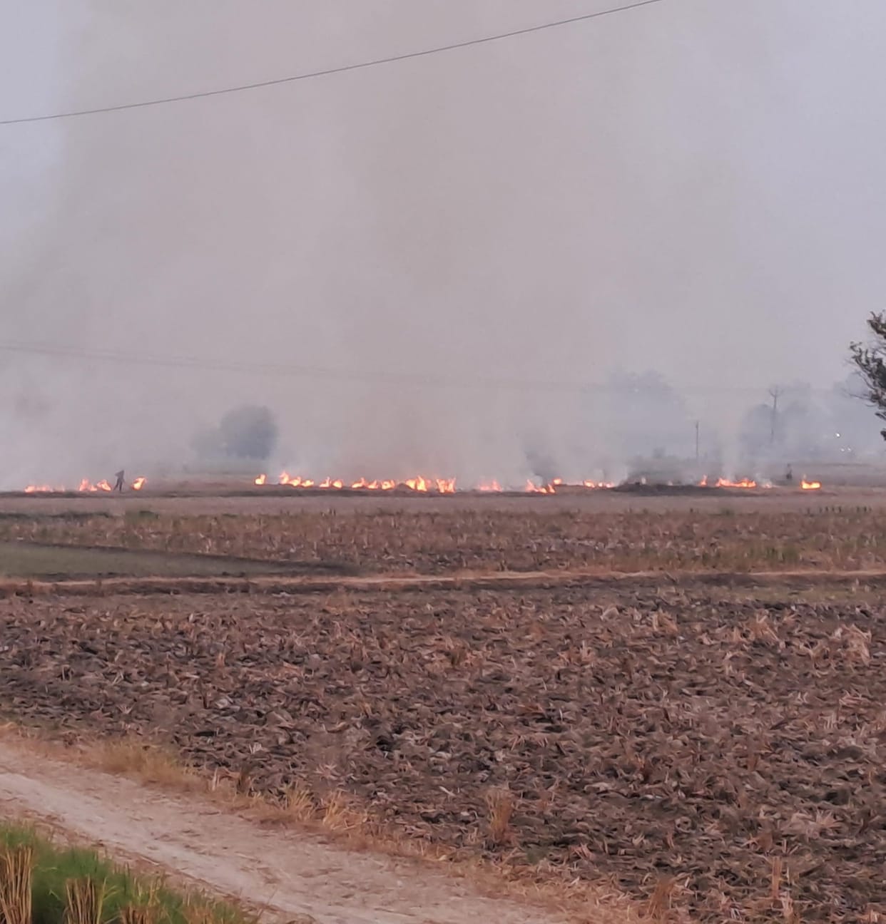 Rules are flouted in burning of stubble and garbage, no regard for DC's orders