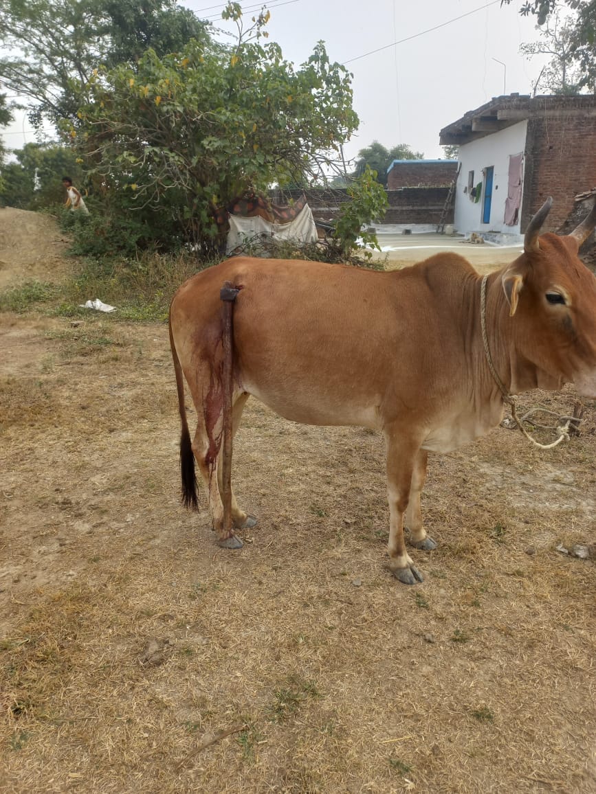घायल अवस्था में  घूमती गाय
