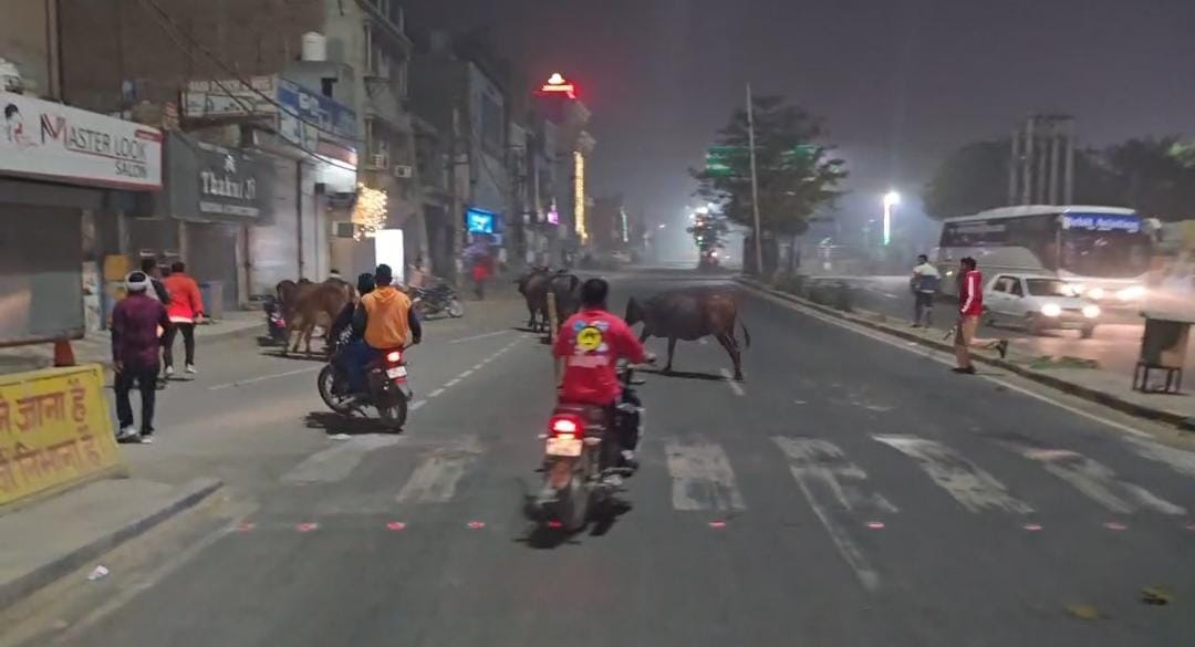 Along with the Municipal Commissioner, 350 personnel took to the streets, covering eight kilometers. caught only 90 animals on foot