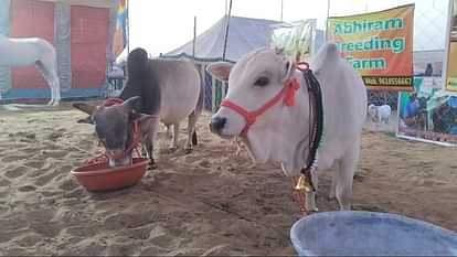 The small sized cow Punganur became the center of attraction in the Pushkar fair