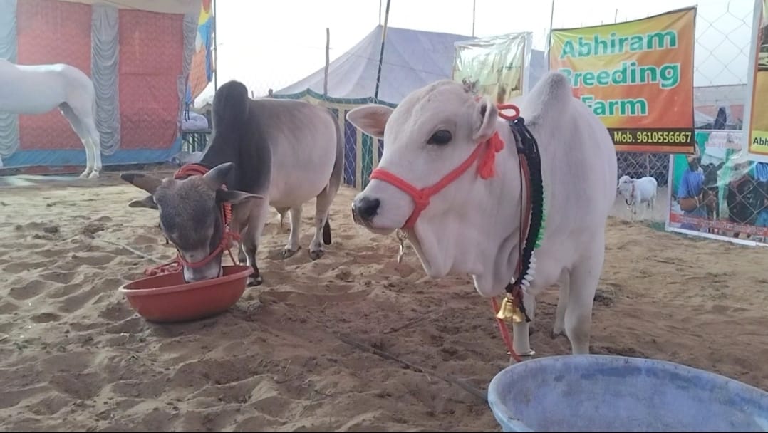 छोटे कद की गाय पुंगनूर