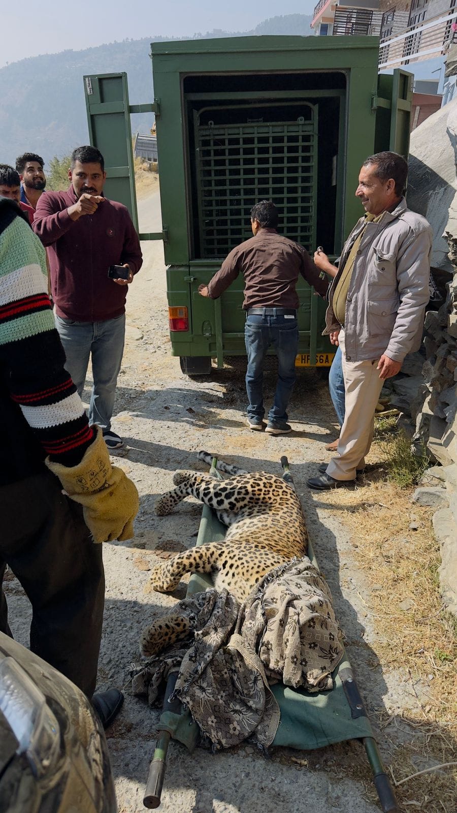 Leopard entered cowshed, killed two sheep