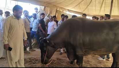 Ajmer News: पुष्कर मेले की शान बना 'अनमोल', 23 करोड़ रुपये कीमत लगाकर भी खरीद नहीं पाए खरीदार Ajmer News: Buffalo worth 23 crores rupees becomes the center of attraction in Pushkar fair