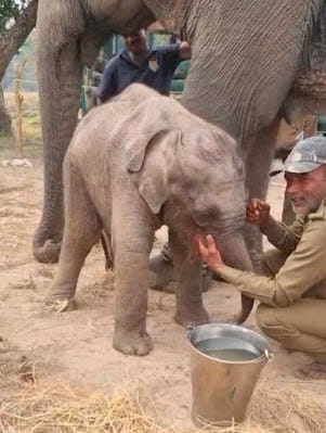 Another elephant dies in Bandhavgarh, death toll reaches 11