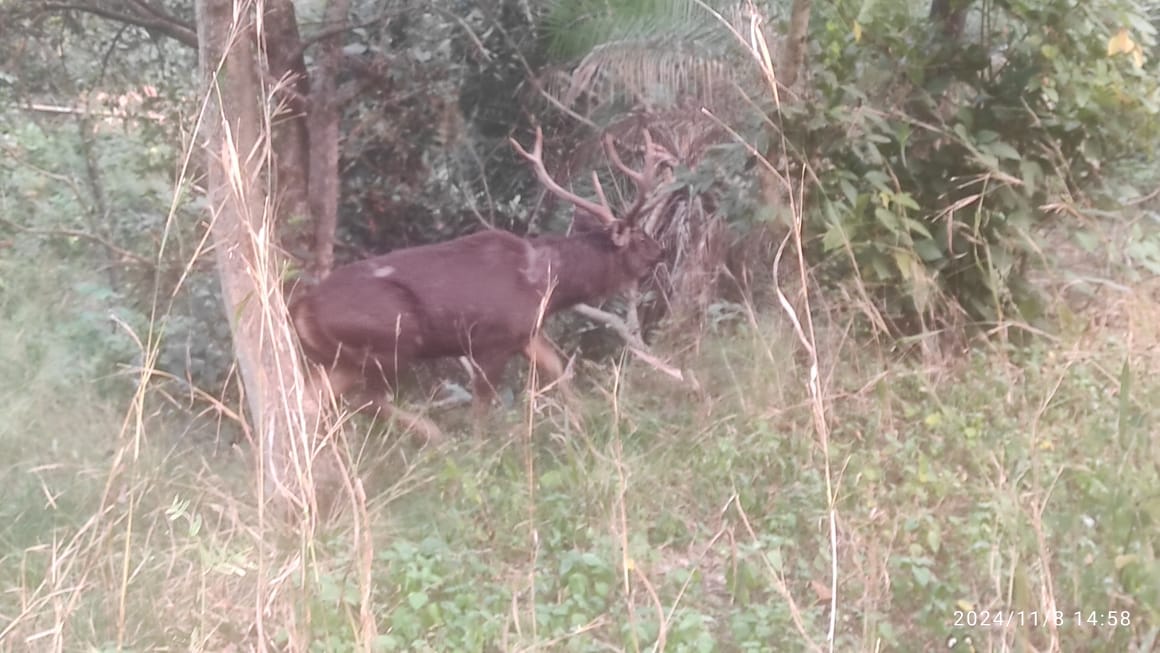 Deer roaming in Kunna village for three-four days caught