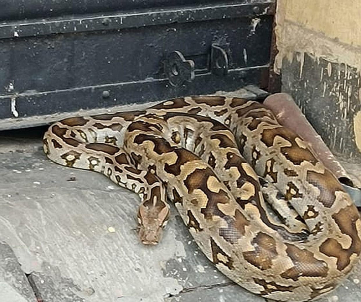 Python found in BSNL office