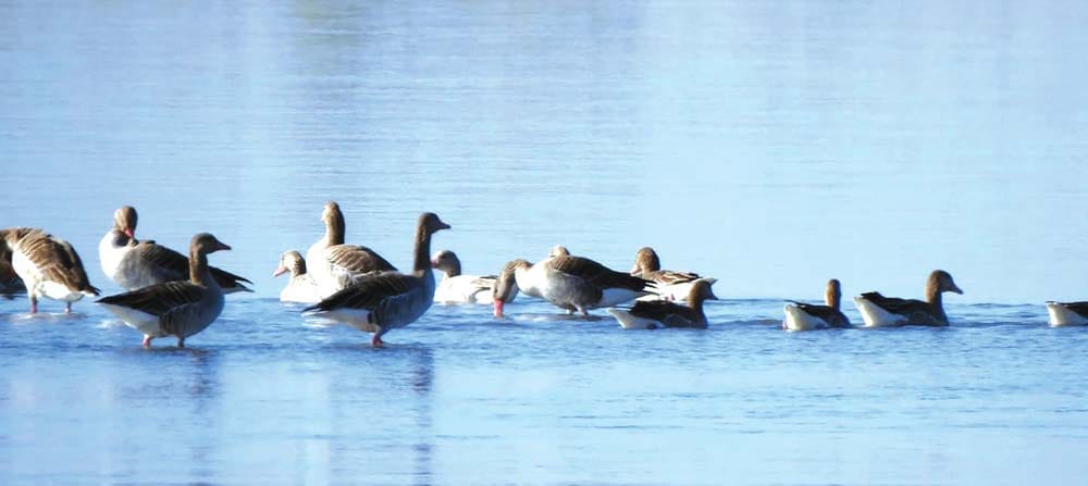 Inflow of foreign and Siberian birds begins in Nepal's ponds