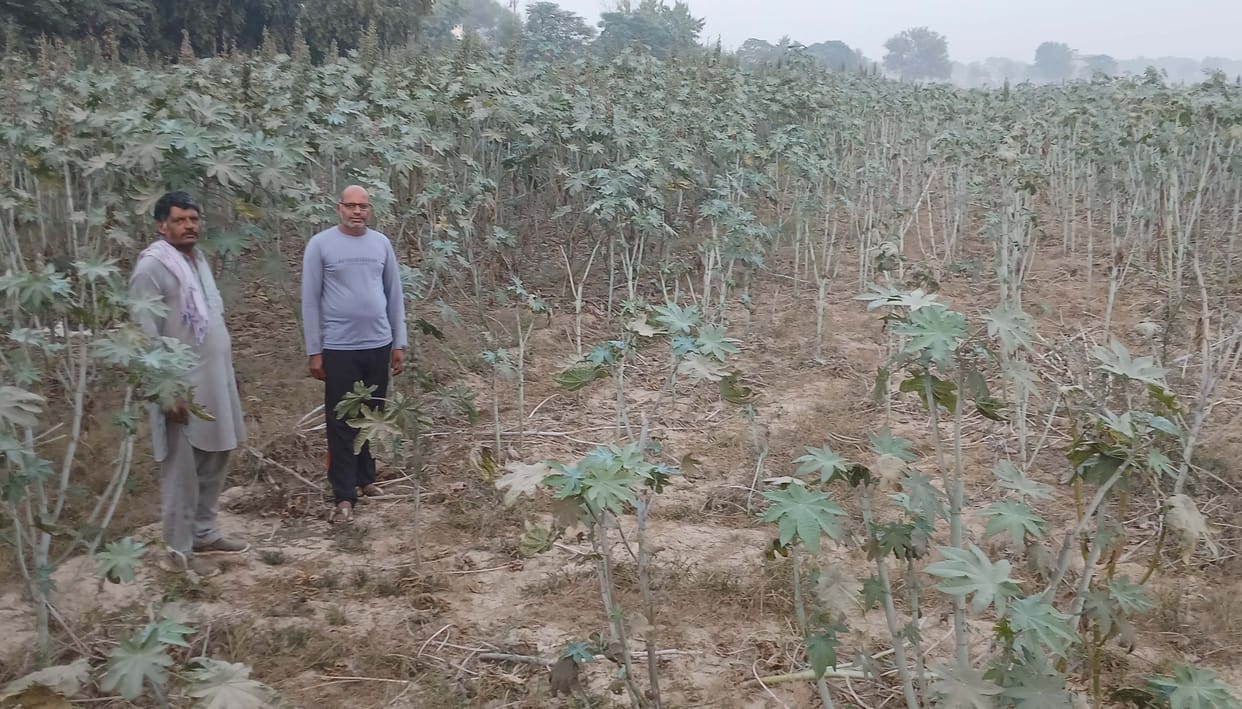 Farmers' inclination towards castor increased, they said: Cost is less and profit is more compared to other crops.
