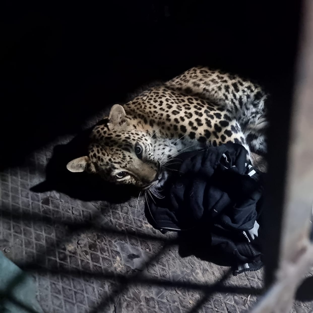 The man-eating leopard was caught by the forest department team after a lot of effort