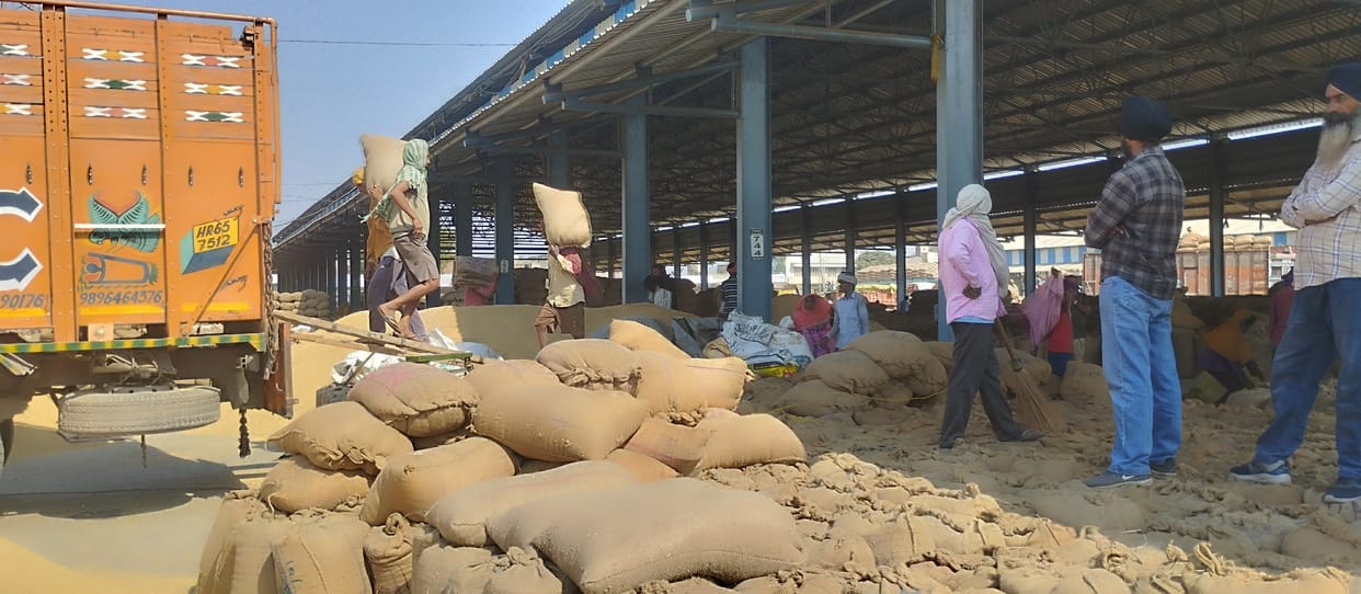 Piles of sacks piled up in mandis, lifting is still slow