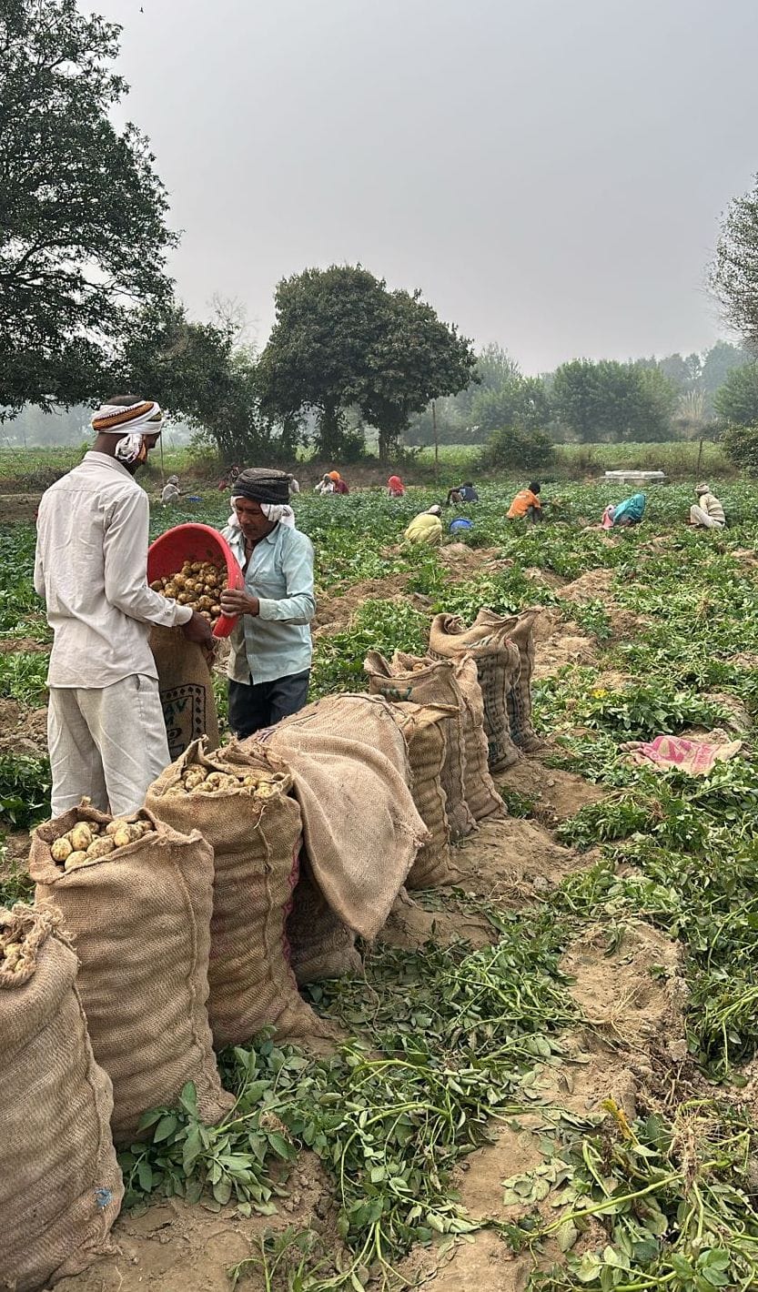 Potato production decreased by 30 percent at good prices