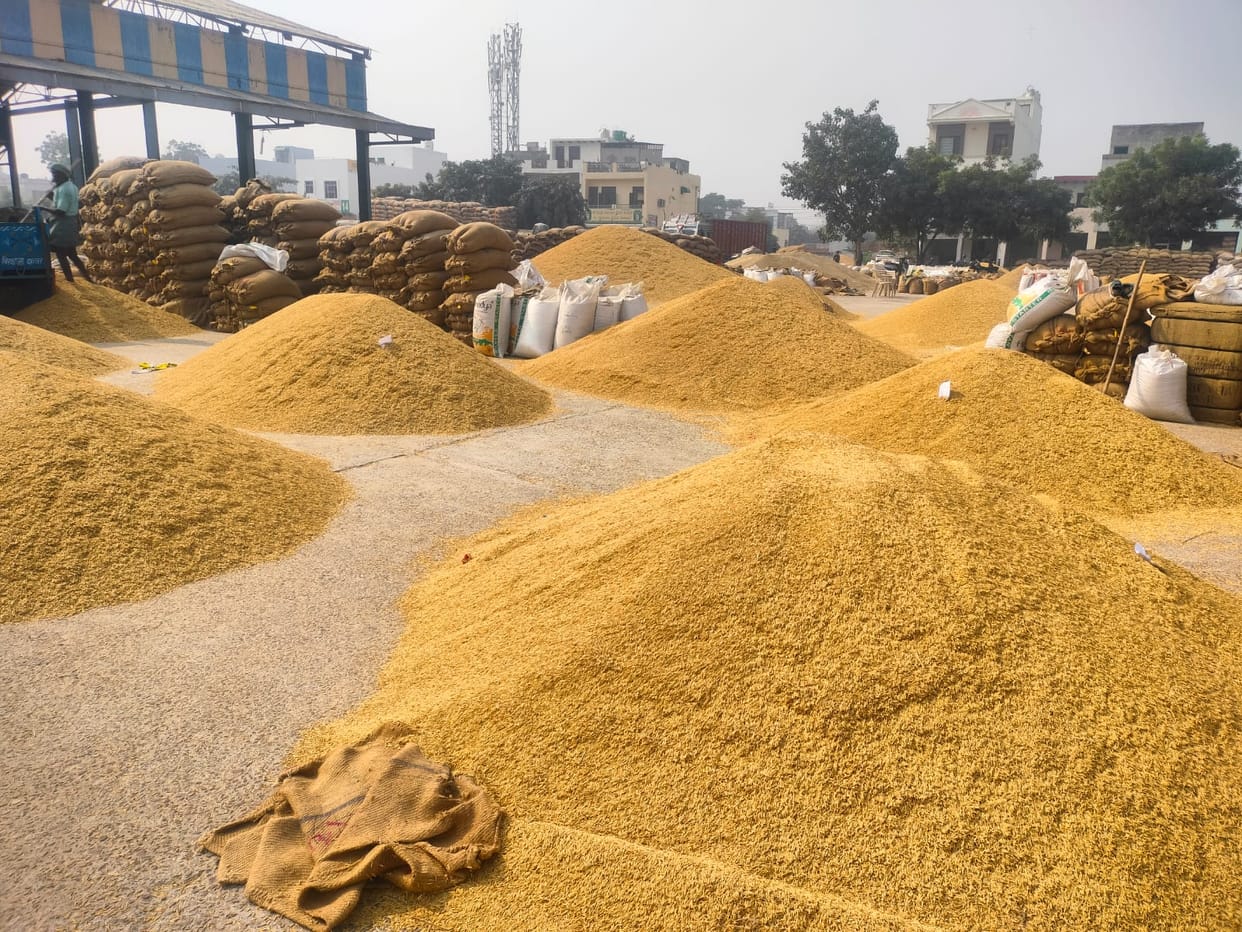 75 thousand quintals of paddy arrived, know what was the price of paddy