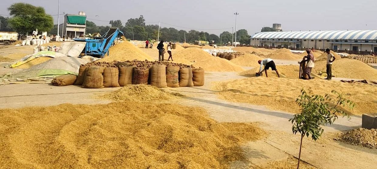 Paddy is being purchased in Bawanikheda grain market