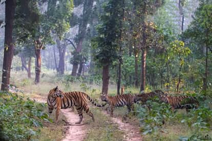 T28 and her family go out on a morning walk in sidhi