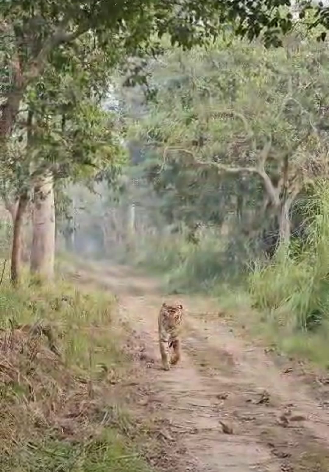 PTR administration will list where and when tigers were seen
