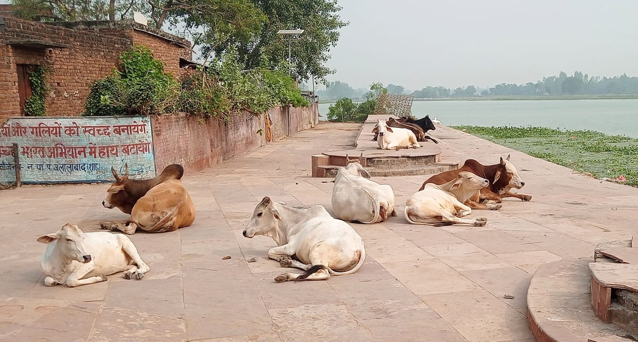 The ghat constructed at a cost of crores has become a shelter for stray animals