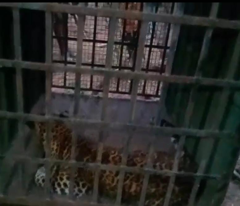 Umaria News Leopard rescued from Hirauli dies in Mukundpur had attacked 10 people