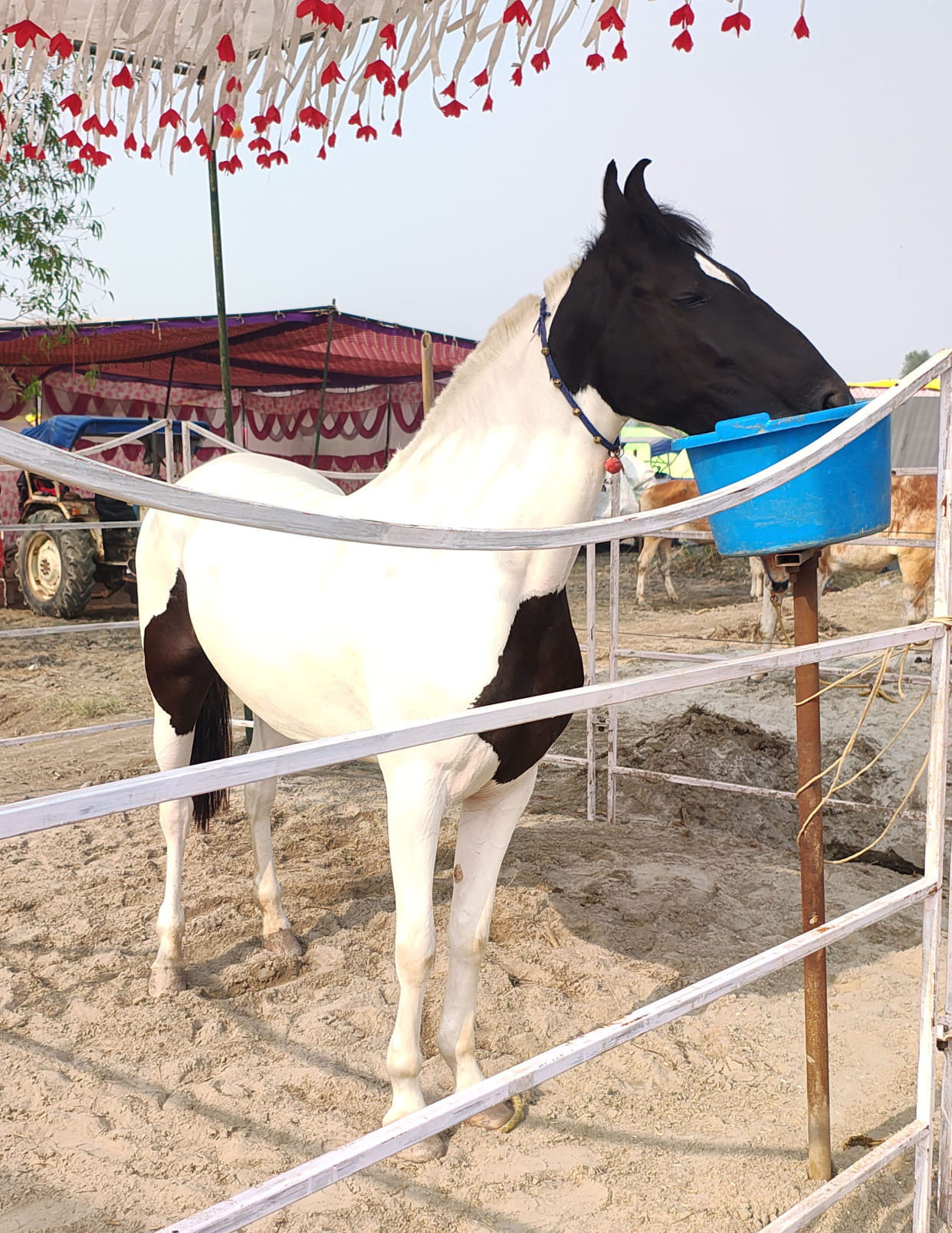 Sonu's Chunmun became the center of attraction in the cattle fair