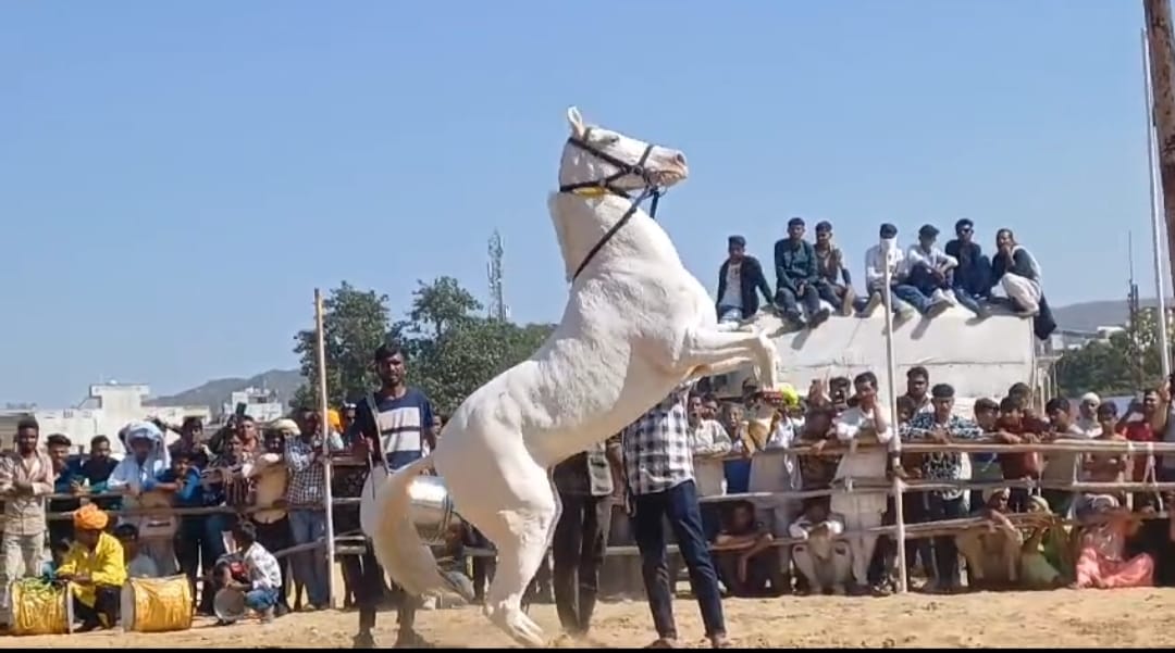 Ajmer News: Horse dance competition held in Pushkar fair