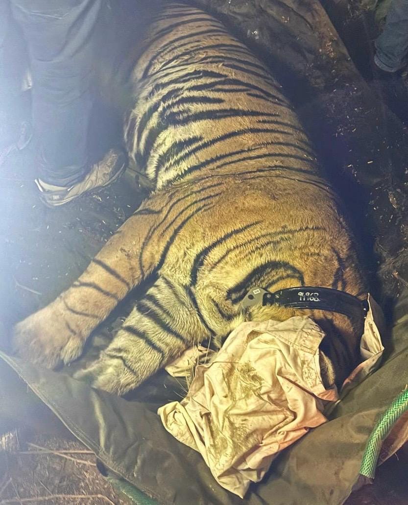 Tiger in cage...end of two and a half months of terror