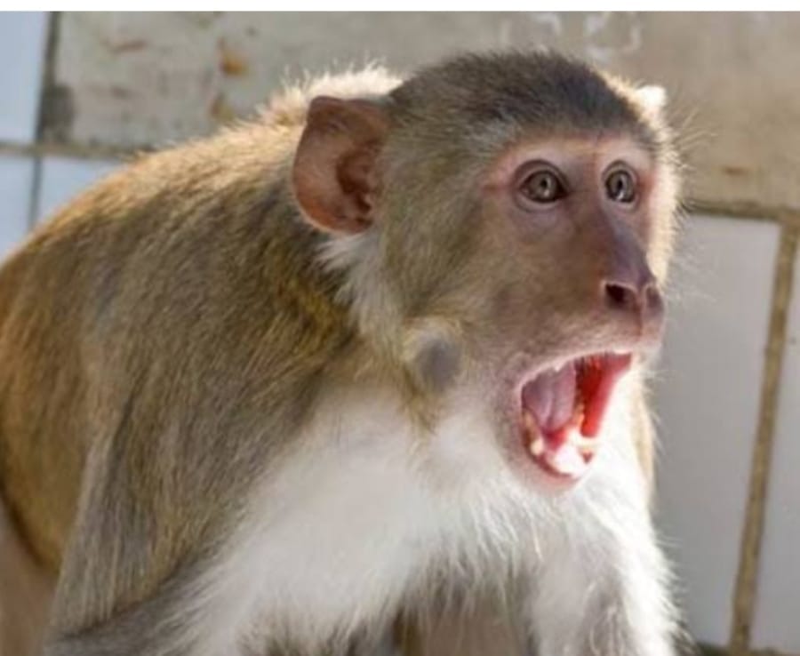 Monkeys rampage in Gandhara, many people bitten
