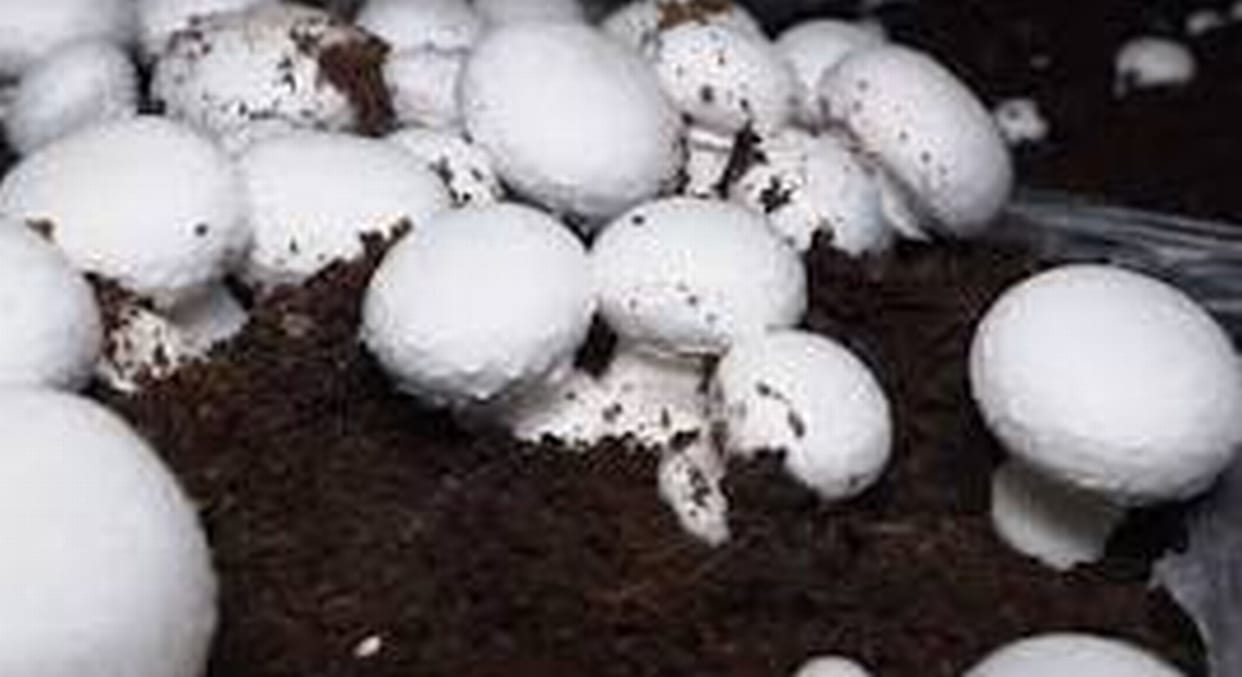 Deals on mushroom farming profits