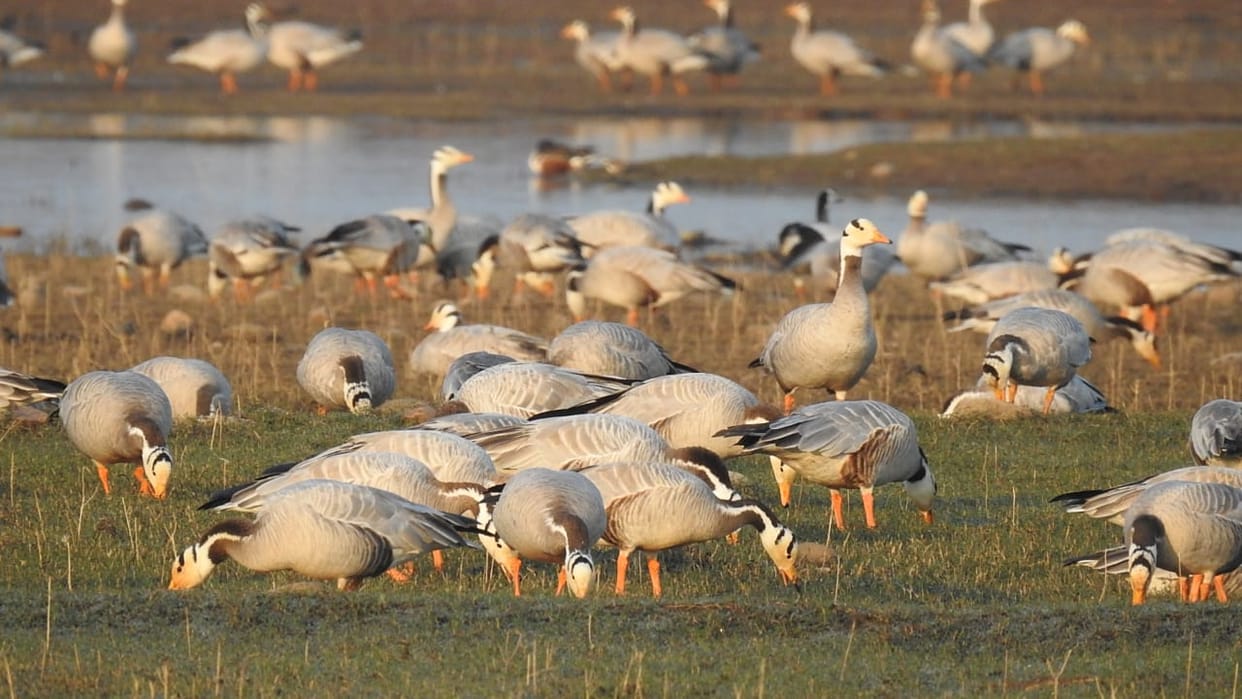 Due to changing weather amid Russia-Ukraine war, the number of foreign birds in Pong Dam Lake has decreased