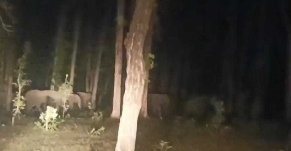 People panic after seeing herd of 18 elephants in Beohari